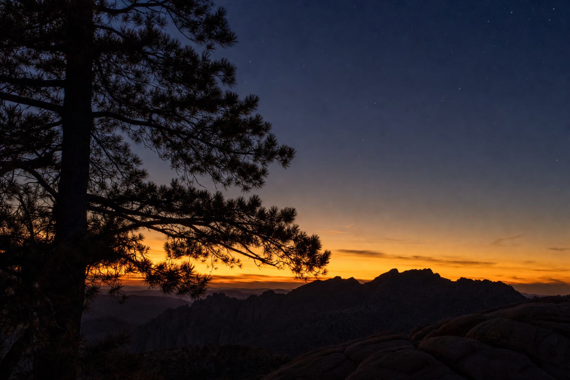Ponderosa pine silhouettes against an amber and navy Arizona dusk sky